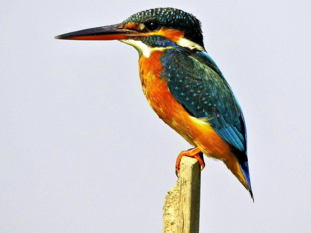 Common Kingfisher