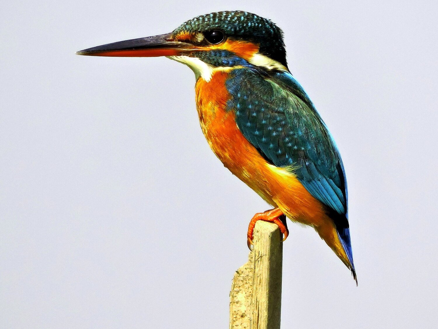 Common Kingfisher