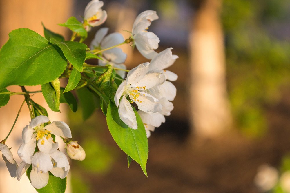 Июньская яблонька в цвету