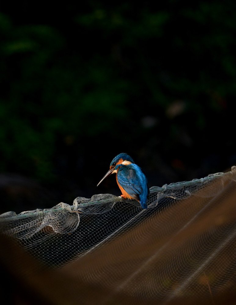 Kingfisher