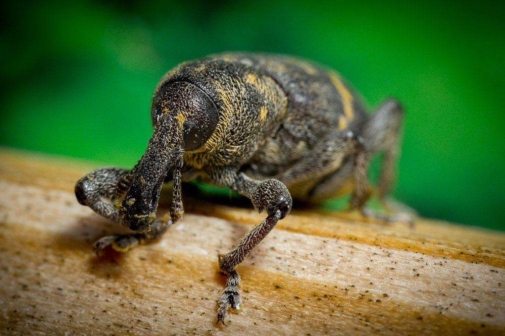 Самый маленький слон