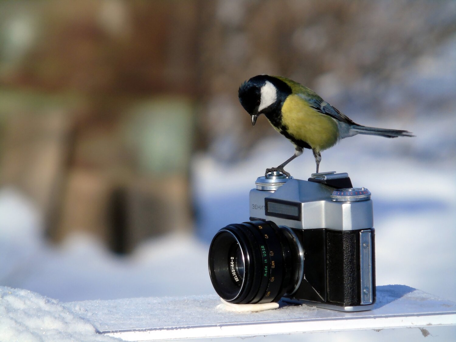 Синичка фотограф