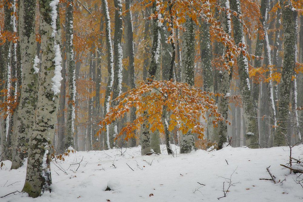 Зимняя осень