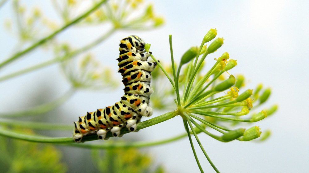 "Скоро я стану прекрасной бабочкой ;-)!"