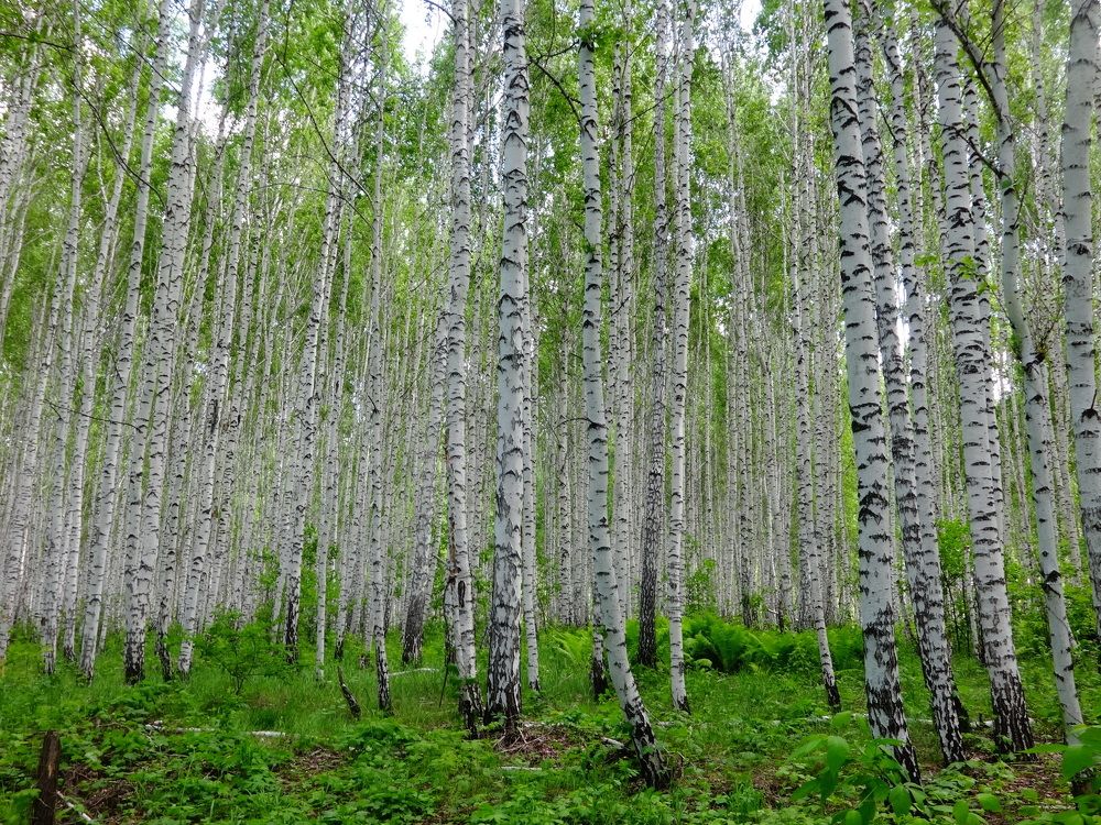 Photograph by Роман