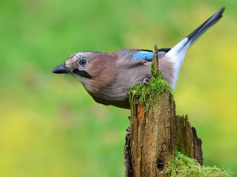 Пуглива, умна, красива