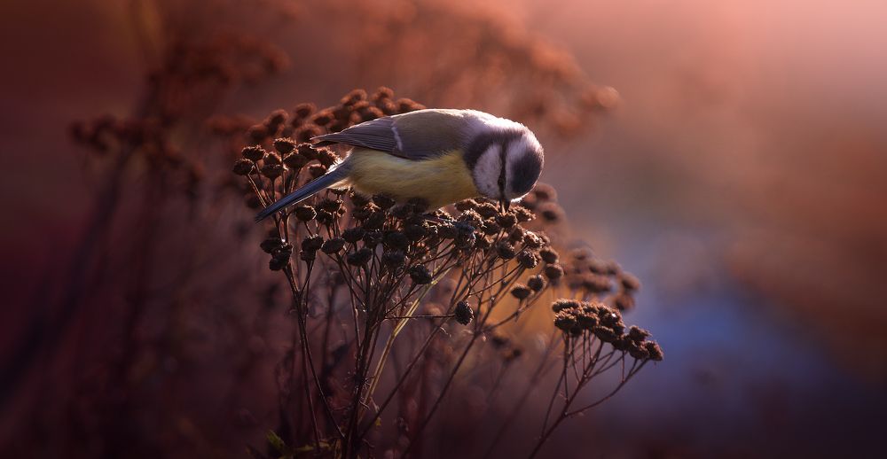 Осенний рассвет