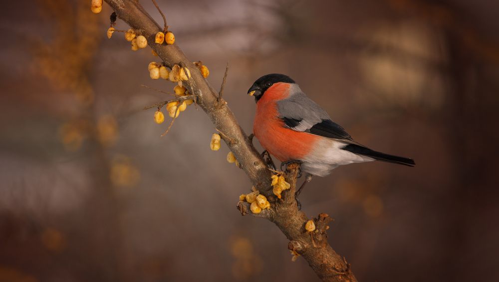 Участок застолбил