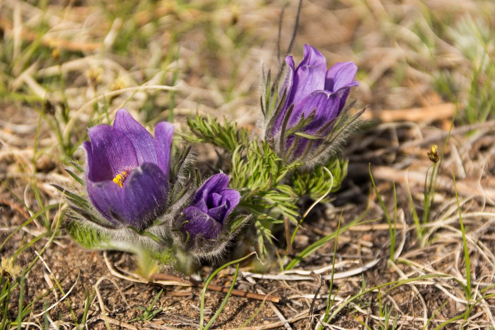 Забайкальский край, ургульки