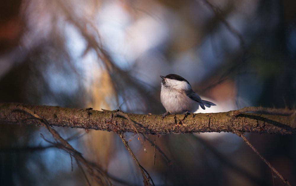 Сейчас спою
