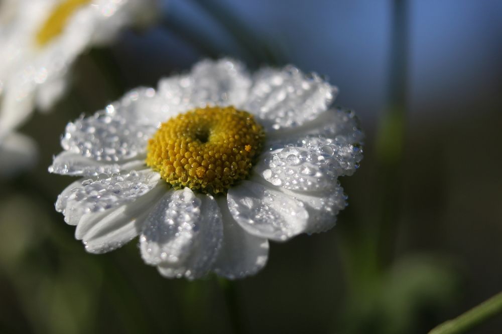 Доброе утро