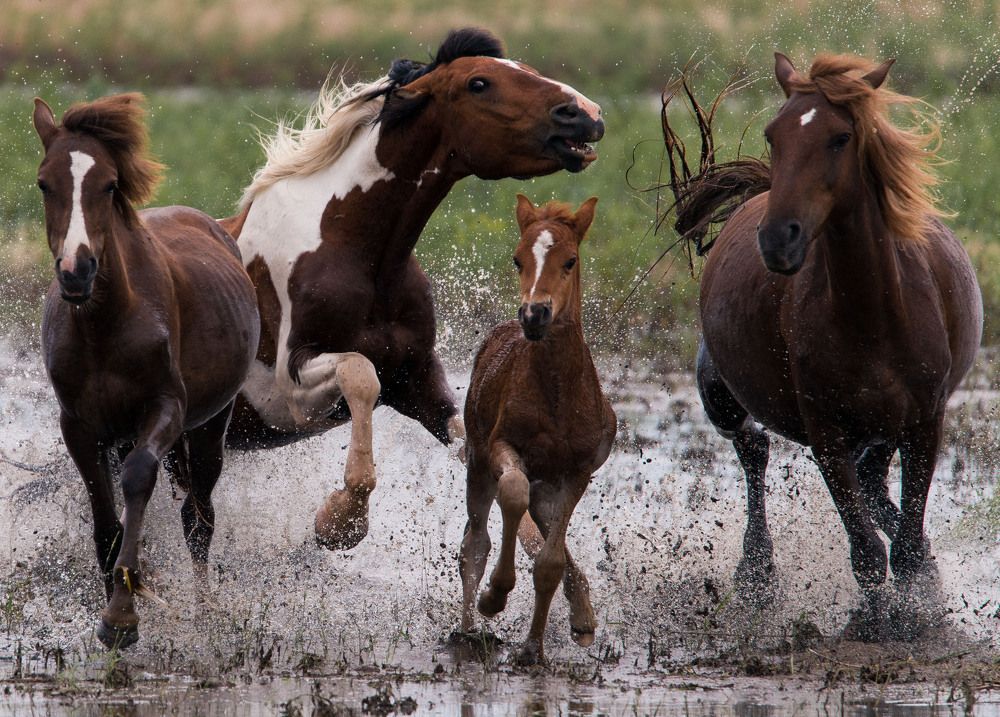 Лошадиные силы