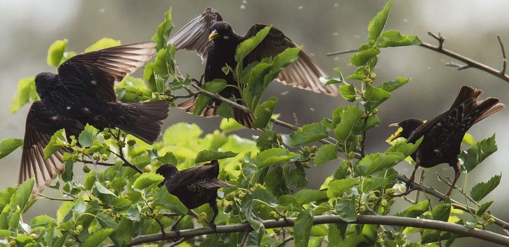 Скворцы прилетели