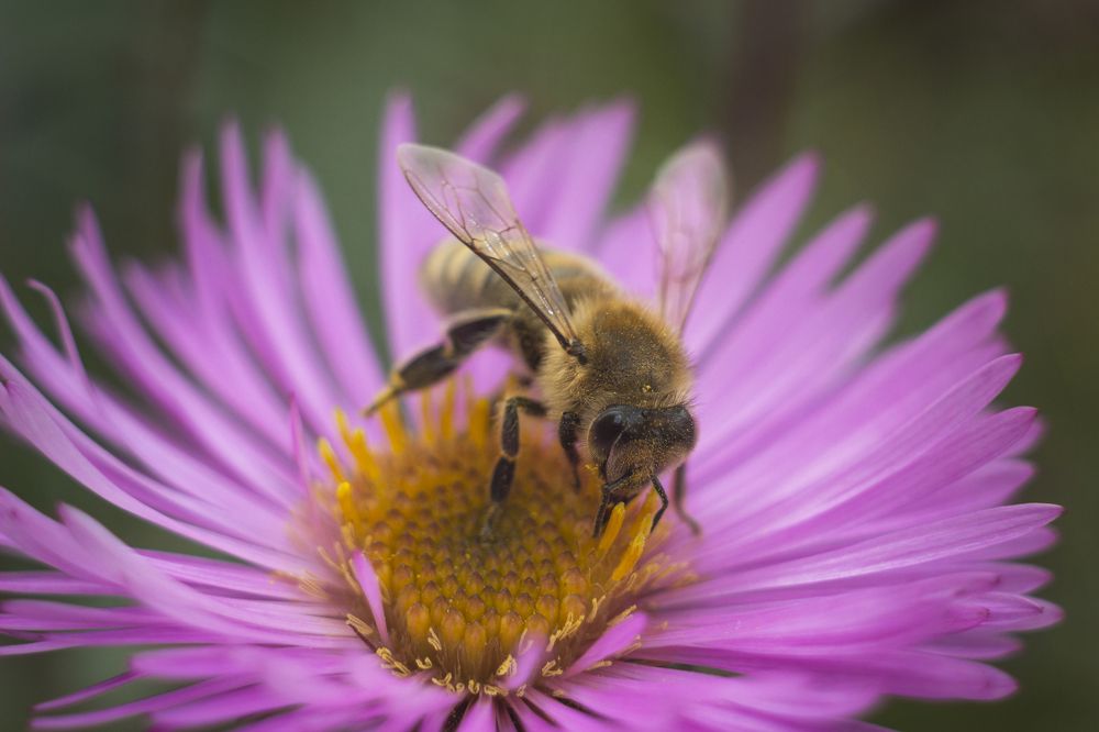Медовая поляна