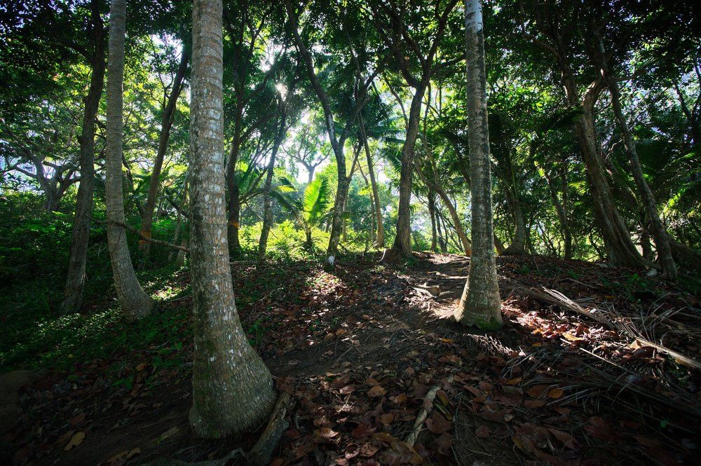 Звенящие джунгли