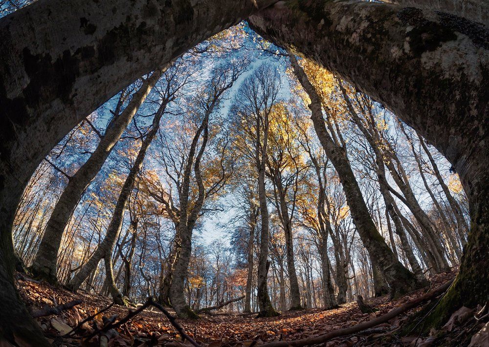 Купол осени