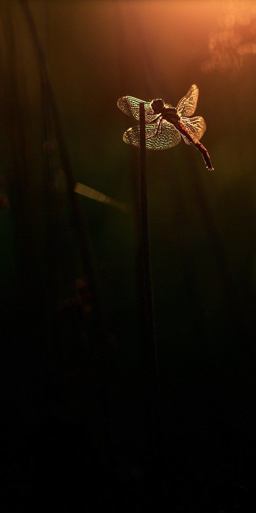 Дитя заката