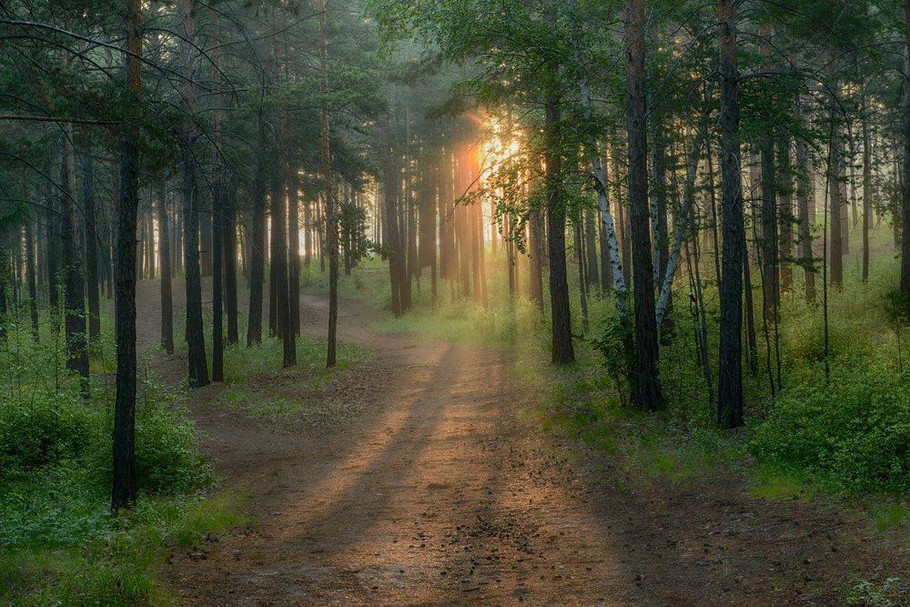 Утро в лесу