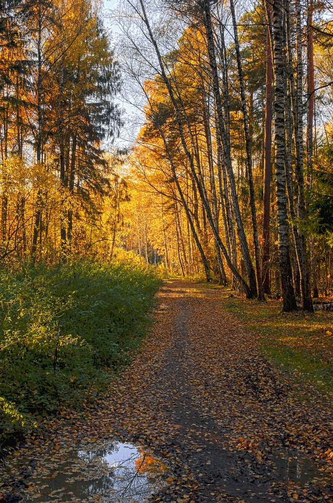 Золото осени