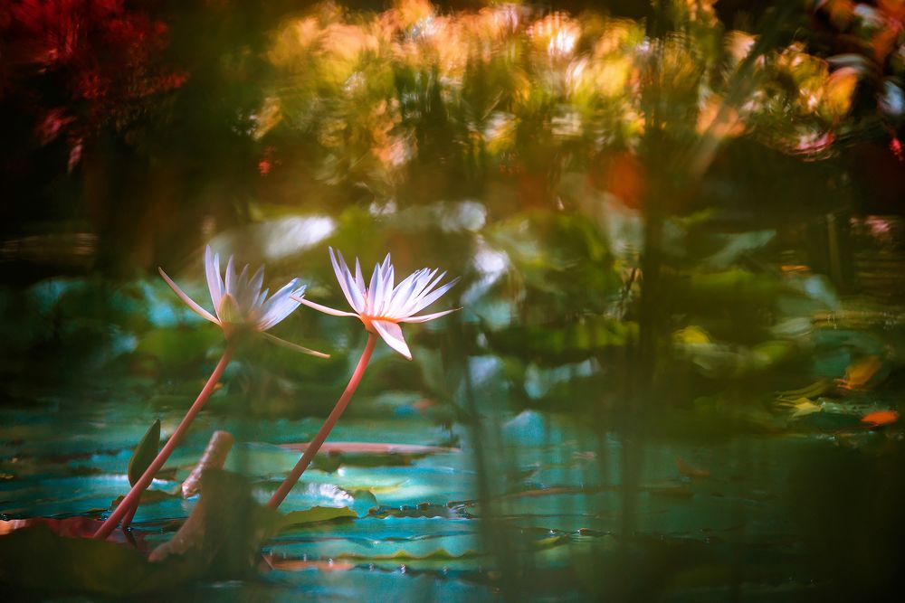 Impressionism in the botanical garden.