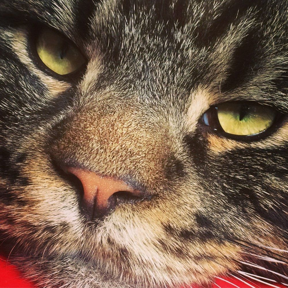 Mainecoon love