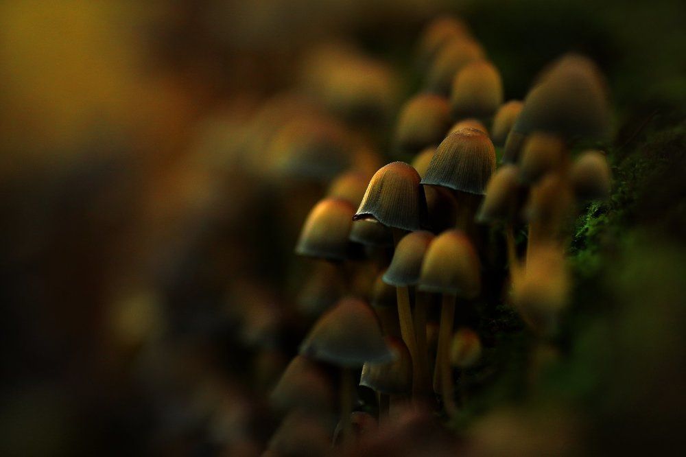 Поганки на закате