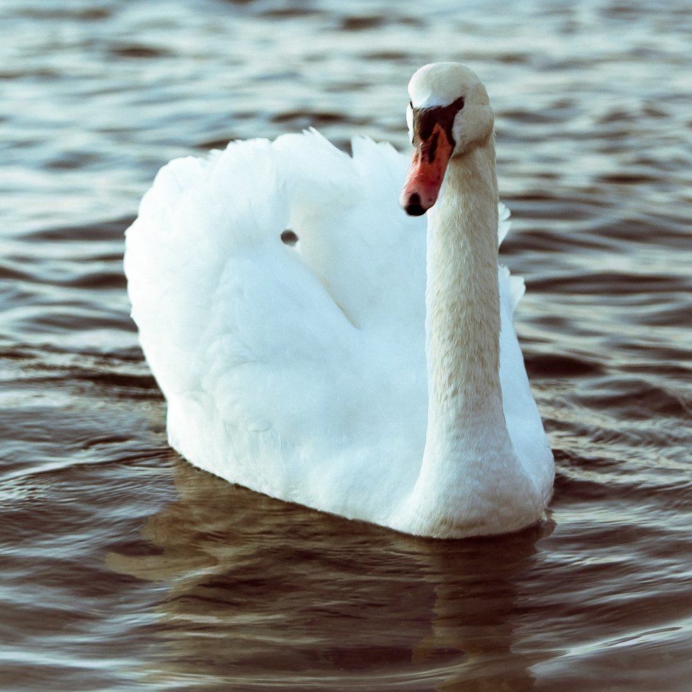 white swan