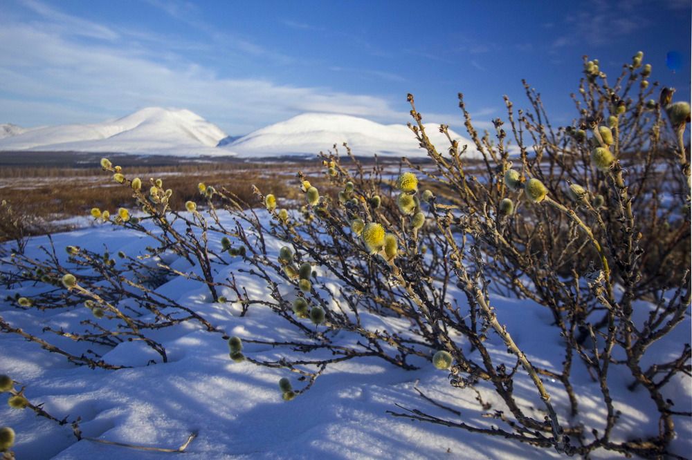 Весна Приполярья