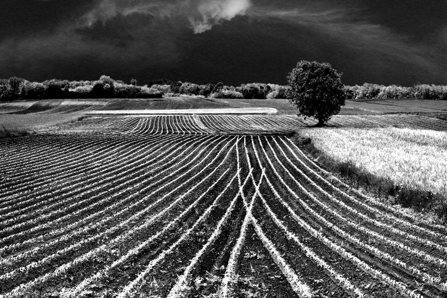 Spring fields
