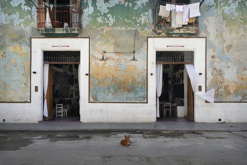 cafe dog