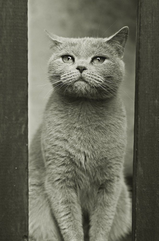 В серых тонах