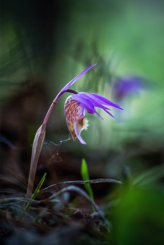 Изящная малышка