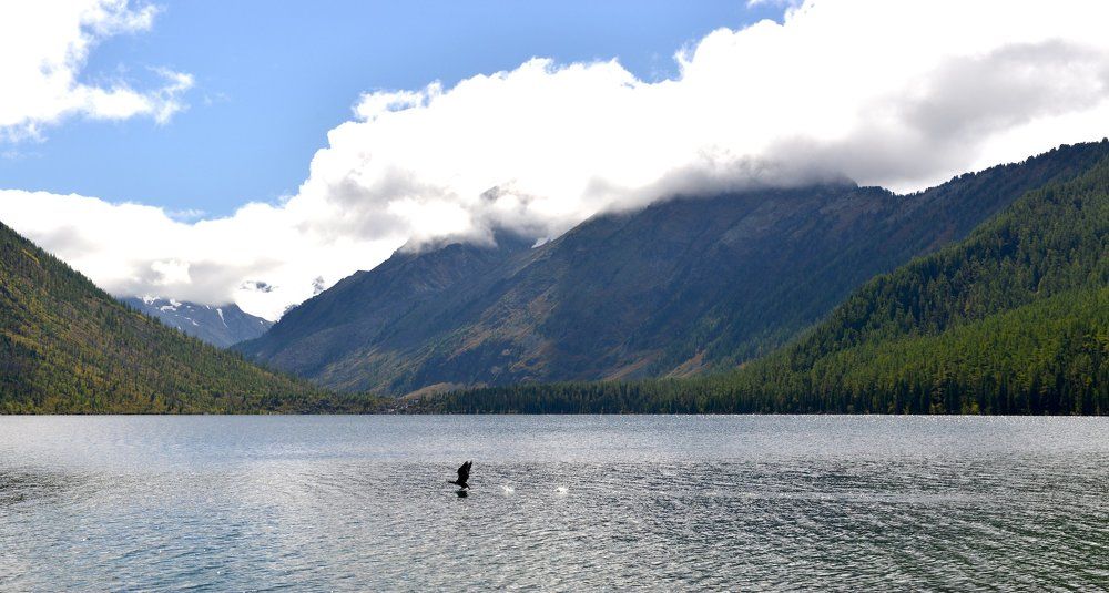 Сижу, жду пока птица пролетит...