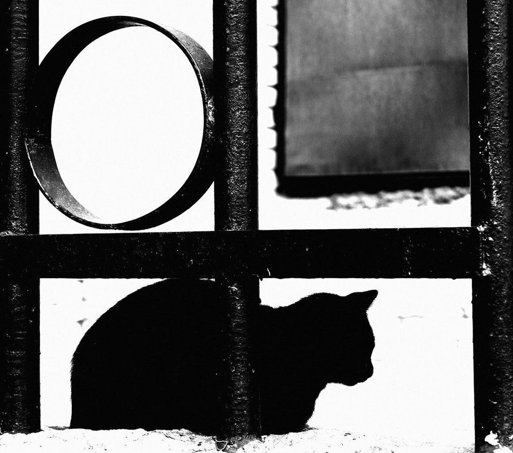 "КОТ МАЛЕВИЧА"