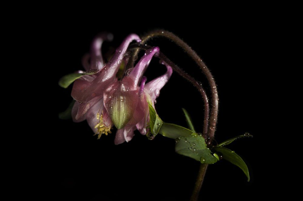 Портрет аквилегии