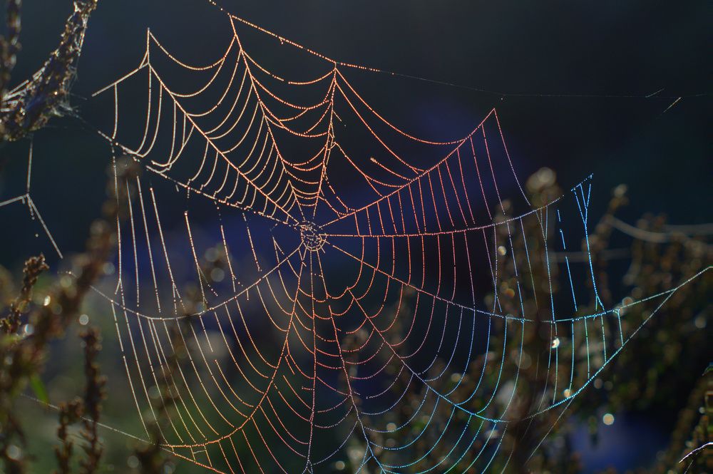 Сплошная радуга