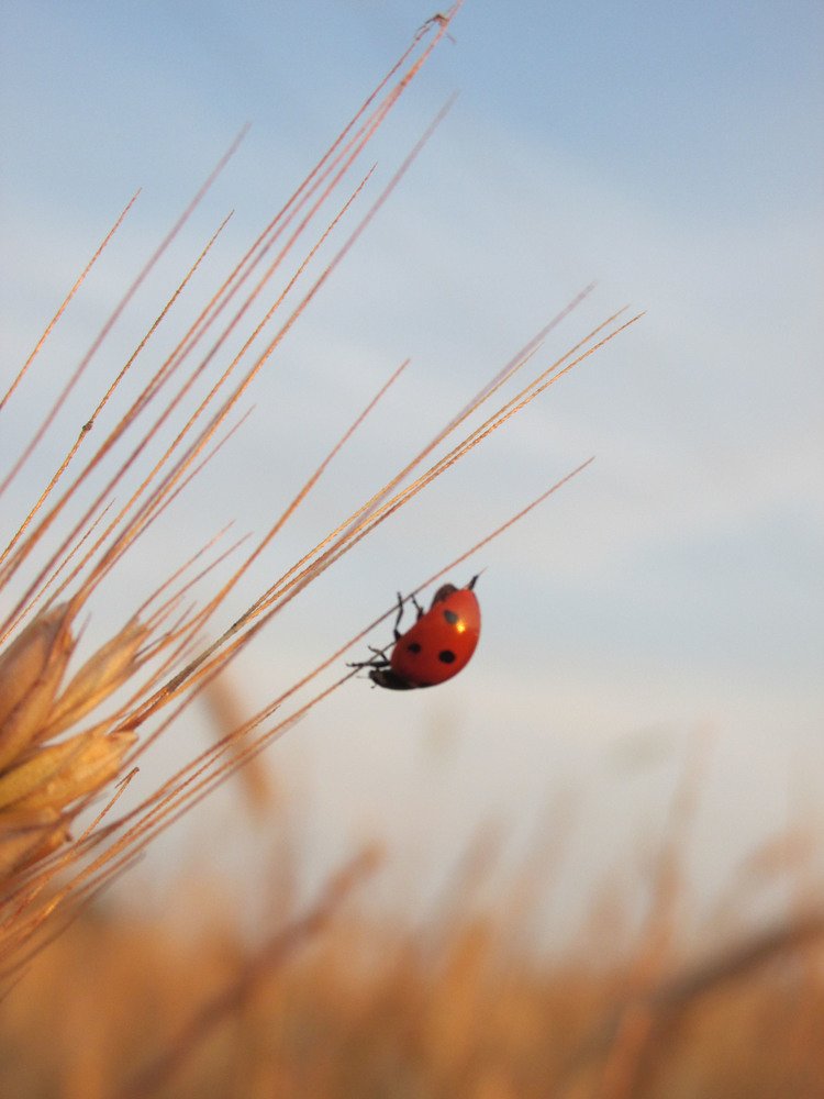ladybug