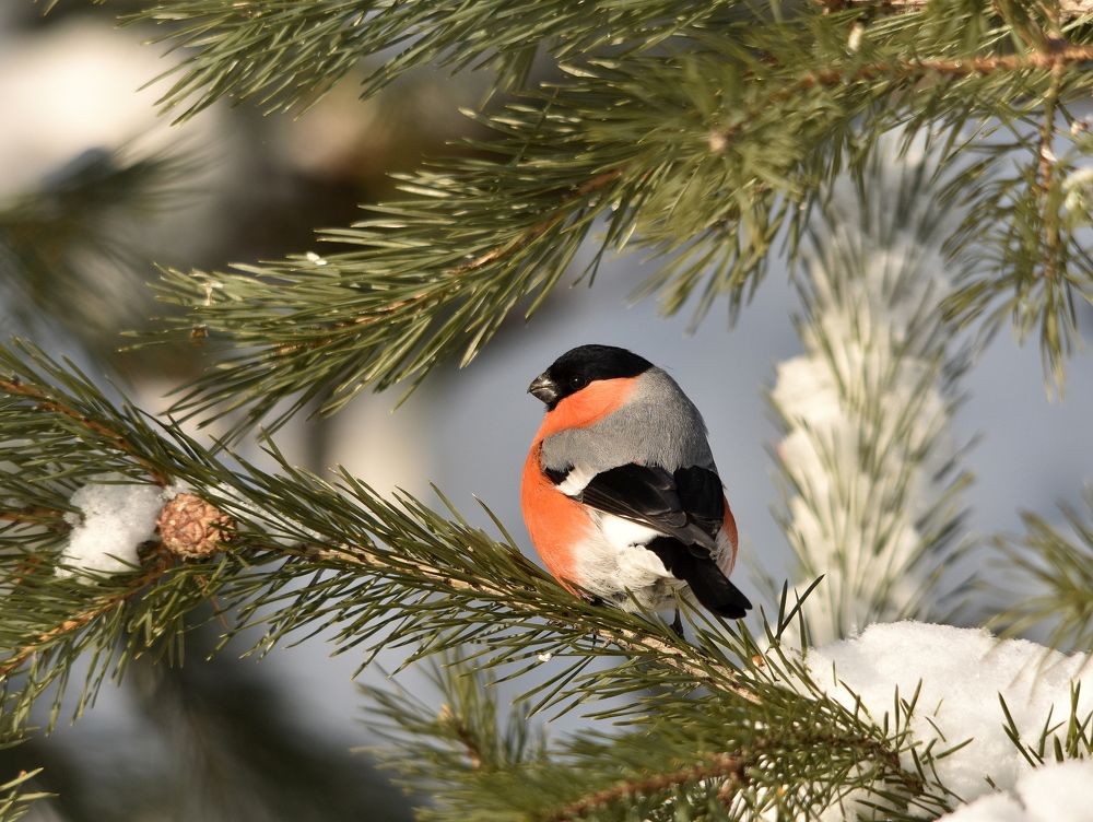 Красота русской зимы. Снегирь и хвоинки.