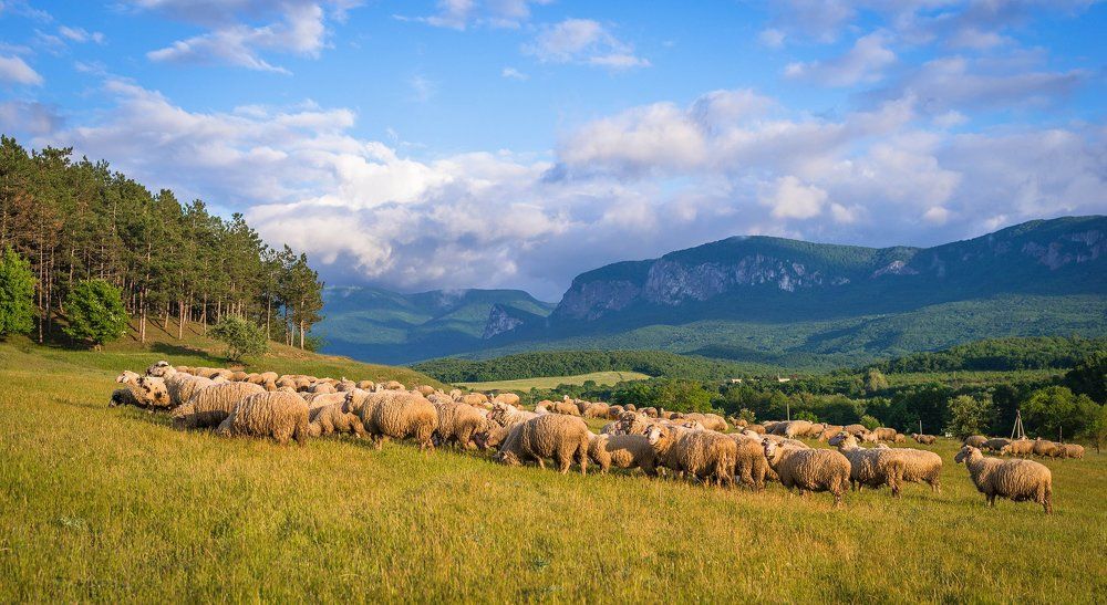 В Крымской долине.