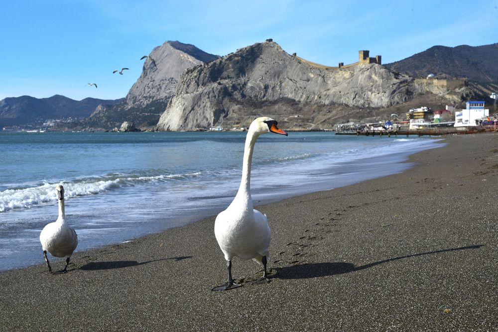 Лебеди-гости в городе