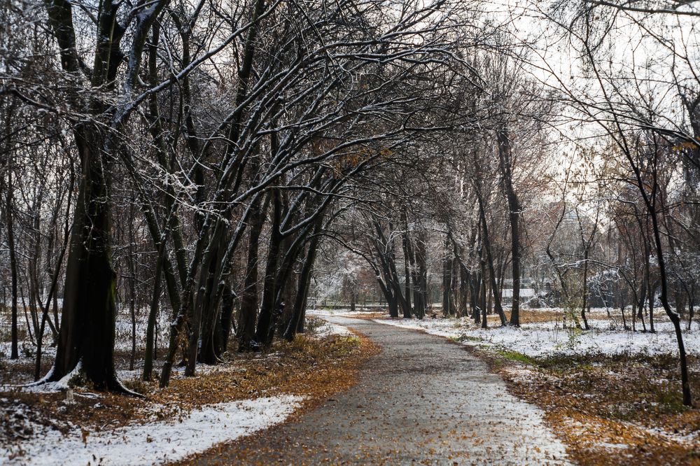 Из осени - в зиму