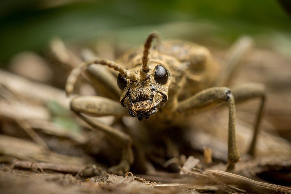 Любопытный жук