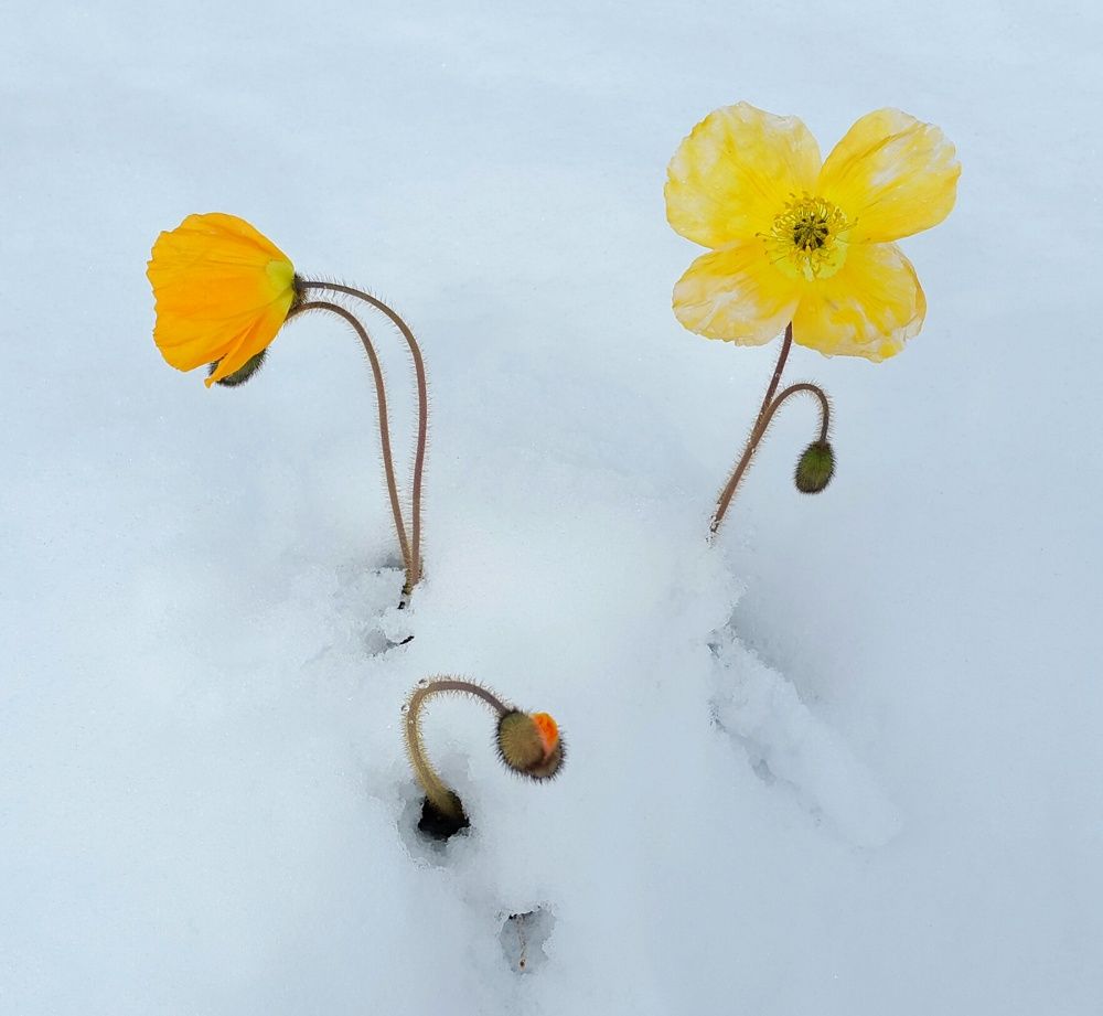 Стойкое трио