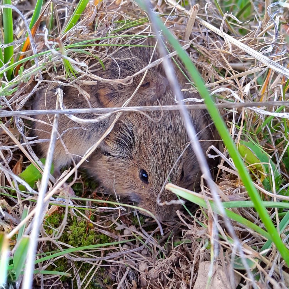 Мышкино счастье