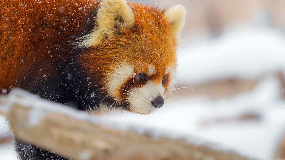 Red Panda in the snow.