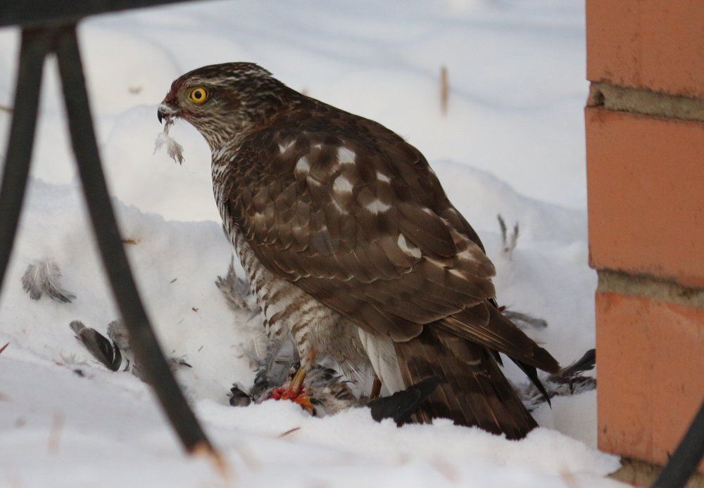 ястреб с жертвой