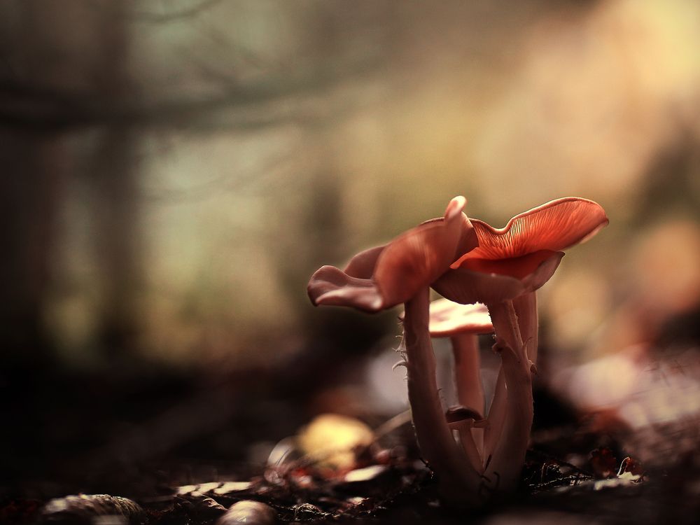 В магическом лесу