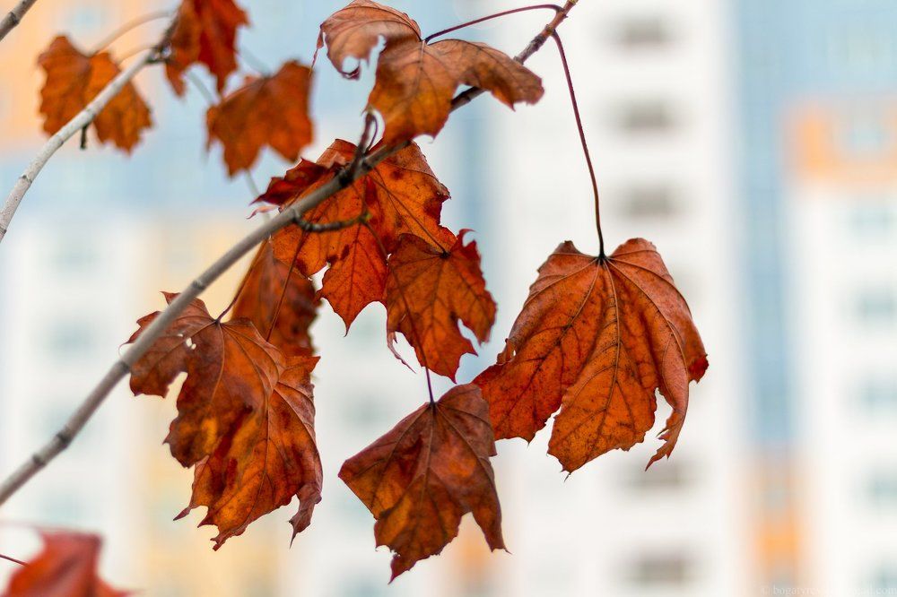 Кленовый лист