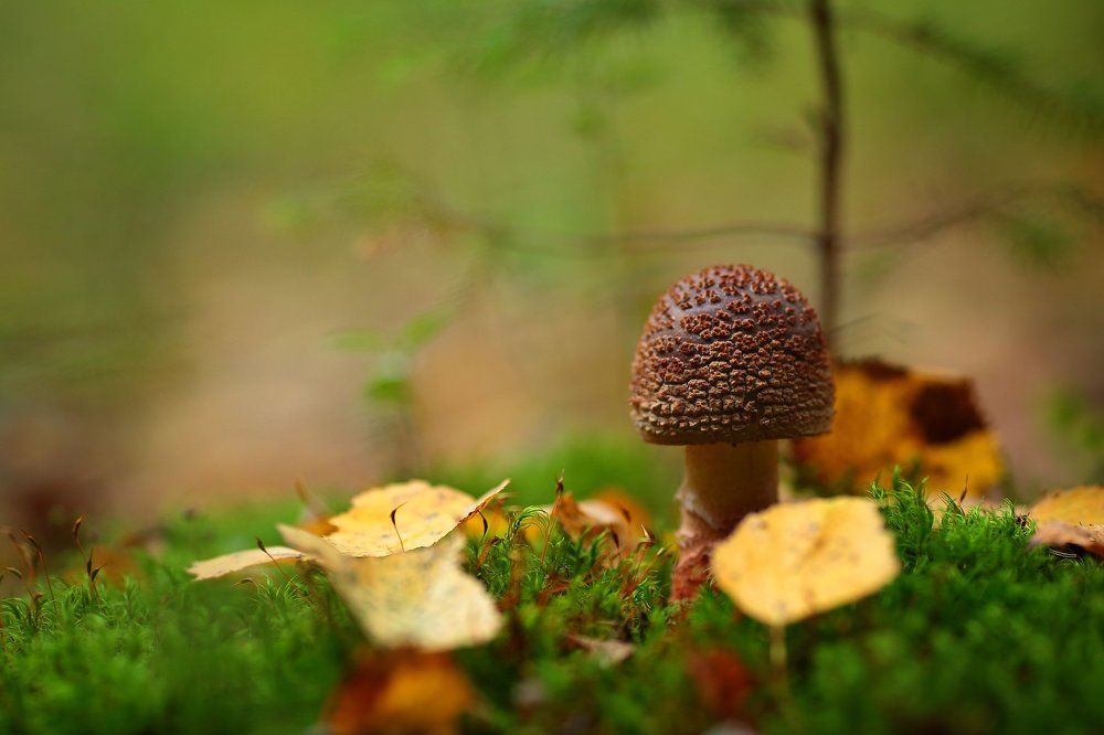 Молодой мухомор