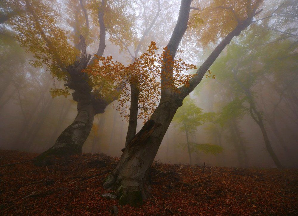 Стремление к свету